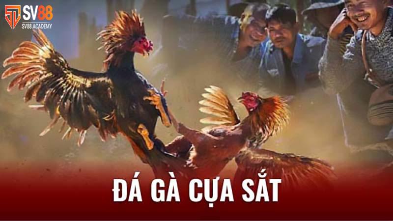 Đá gà cựa sắt - Tiêu chí và kinh nghiệm để chiến thắng 11 Chơi cá độ đá gà cựa sắt
