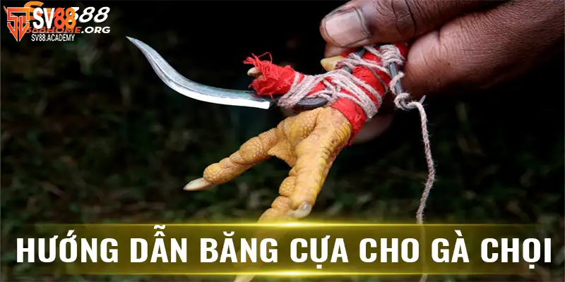 Phương pháp băng cựa gà để chiến kê luôn giành chiến thắng 12 Hướng dẫn băng cựa gà cho chiến kê