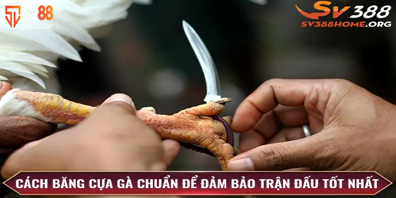 Phương pháp băng cựa gà để chiến kê luôn giành chiến thắng 4 Phương pháp băng cựa chính xác